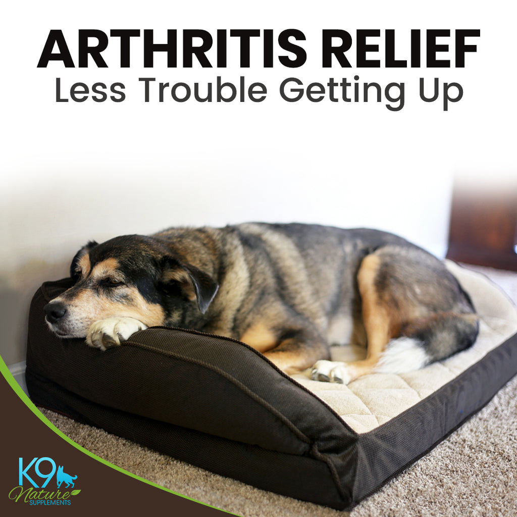 arthritis-pain-relief-for-dogs