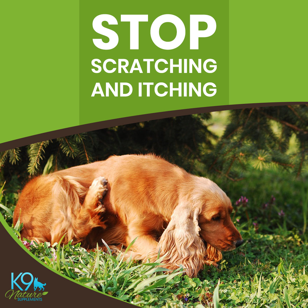 dog-itching-supplements-for-dogs