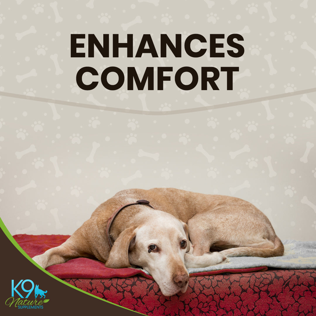 dog-pain-relief-enhances-comfort