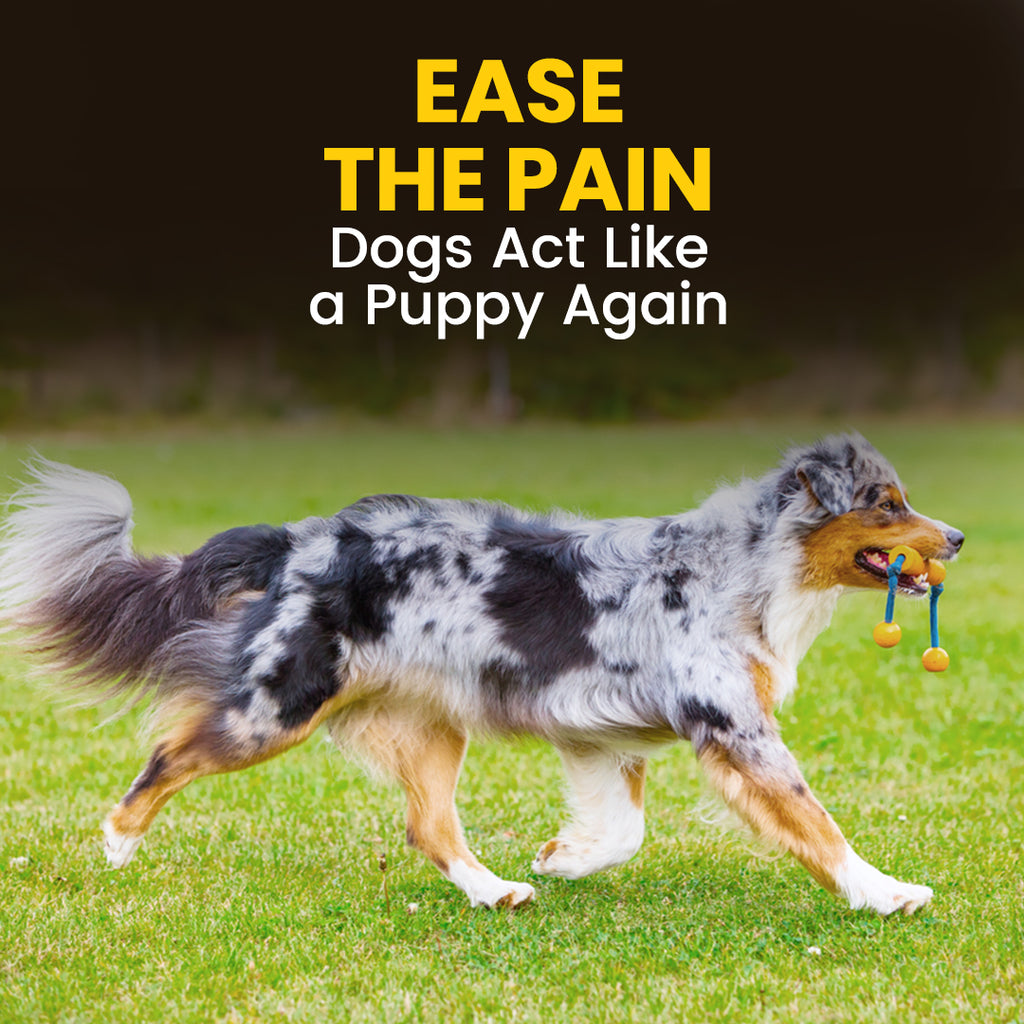 hip-joint-supplement-for-dogs